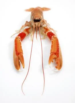 LANGOUSTINE Foto stock