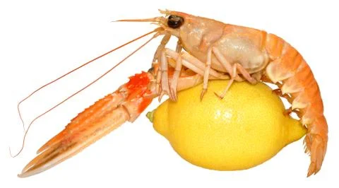 Langoustine Shellfish Stock Photos