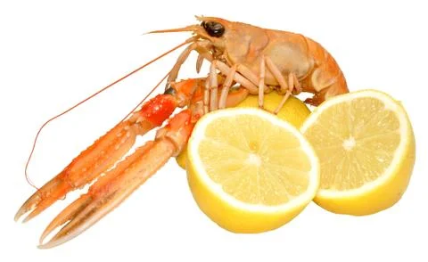 Langoustine Shellfish Stock Photos