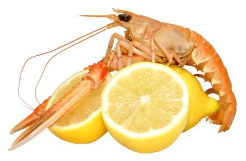 Langoustine Shellfish Stock Photos