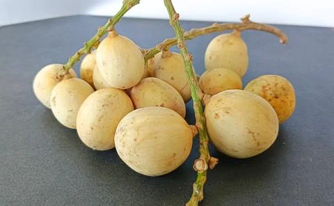 Langsat fruit 写真素材