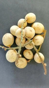 Langsat fruit 写真素材