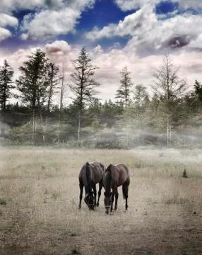 Langscape with horses Stock Photos