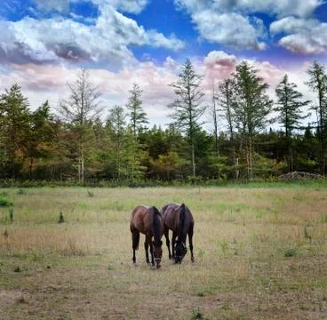 Langscape with horses Stock Photos