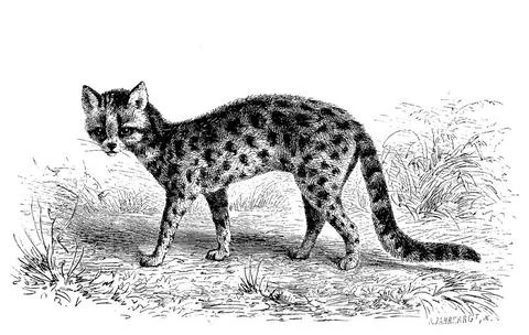 Langschwanzkatze, Leopardus wiedii, auch Peludo, Margay, Bergozelot oder B... Stock Photos