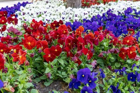 The Language of Blossoms Stock Photos