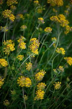 The Language of Clover Stock Photos