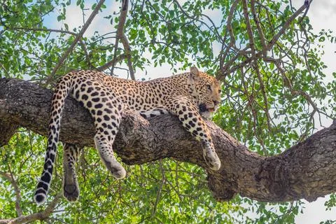 Languorous leopard on a tree branch Stock Photos