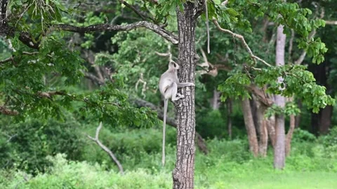 Langur comically hanging onto a tree trunk in Bandipur national park Stock Footage 283896029