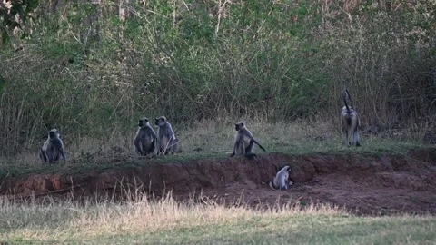 Langur comically jumping around in Panna national park Stock Footage 335695084