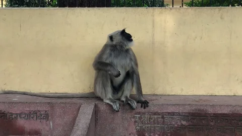 Langur eats a banana while sitting on a parapet in Rishikesh Vídeos de archivo 120271305