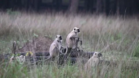 Langur family looking in the same direction in Kanha national park Stock Footage 313197252