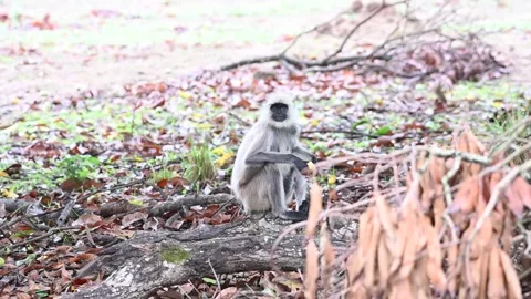Langur feeding itself while sitting on the ground of Kanha national park Stock Footage 313197096
