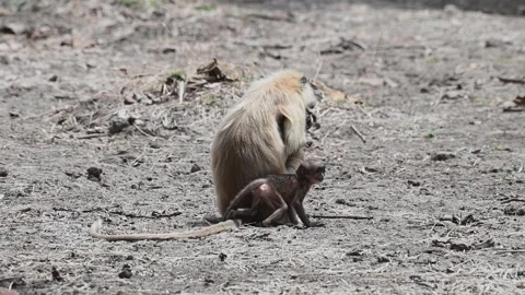 Langur feeding while the young one annoys in Panna national park Vídeos de archivo 335695305