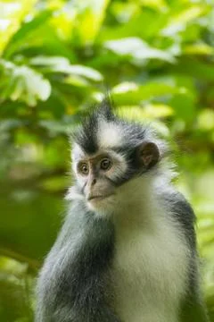 Langur leaf monkey Stock Photos