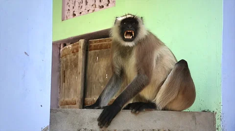 A Langur Monkey becomes a nuisance &amp; shows teeth in a village in India. Stock Footage 37518754