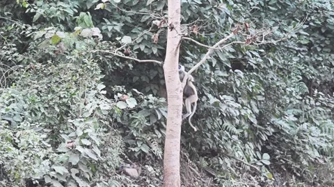 Langur monkey climbing the tree with great agility in Corbett national park Stock Footage 266803718