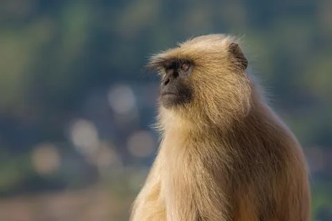 Langur monkey close up, India. Shallow depth of field. Stock Photos