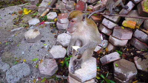 Langur monkey eat cookie at a park in Malaysia. Close up. 4K Stock Footage 93910898