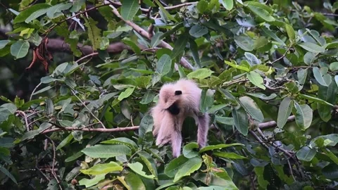 Langur monkey eating and looking at us in Bandhavgarh Stock Footage 254162517