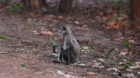 Langur monkey eating a fruit fell from a tree in Bandhavgarh national park Stock Footage 340409054