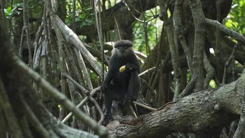Langur monkey eats banana on mangrove forest tree branch in Sri Lanka wildlife 스톡 동영상 307411536