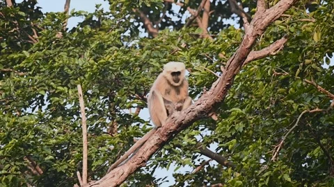 Langur monkey in the golden evening light of Corbett national park Stock Footage 296313618