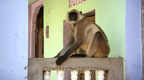 The Langur Monkey has become a nuisance species around villages in India. Stock Footage 37518661
