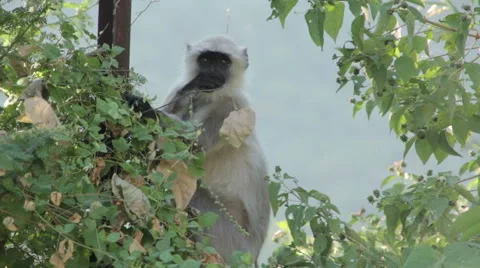 Langur monkey in the Indian city Stock-Footage 44441178