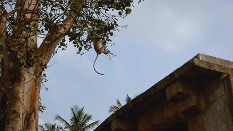 Langur monkey jump from tree branches to the roof of a temple in India. Stock-Footage 140028962