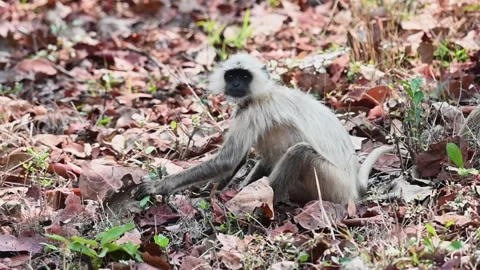 Langur monkey looking at the camera with surprise at Tadoba national park Stock Footage 274442388