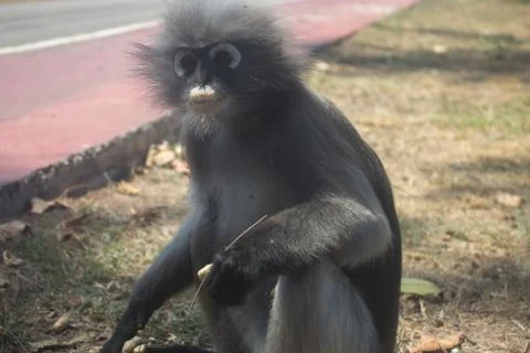 Langur monkey Stock Photos