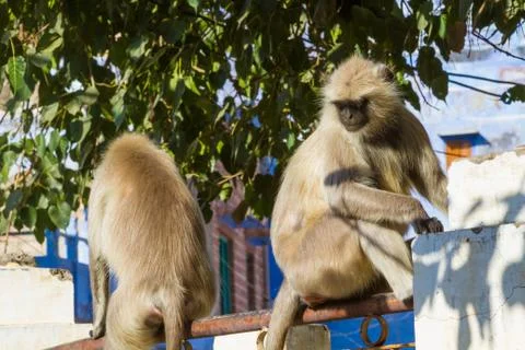 A langur monkey Foto stock