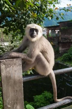 Langur Monkey Stock-Fotos