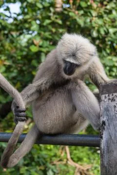 Langur Monkey Stock Photos