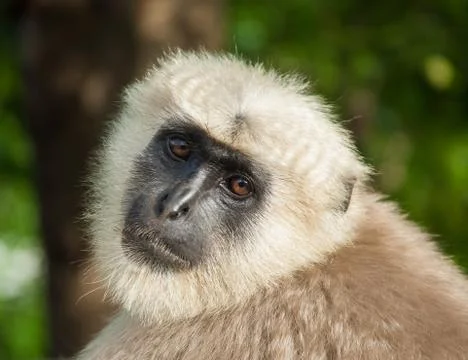 Langur Monkey Stock Photos