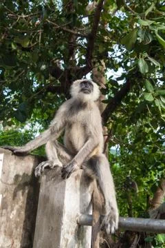 Langur Monkey Stock Photos
