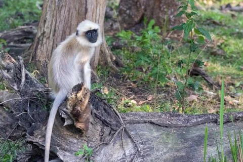 Langur monkey portrait Stock Photos