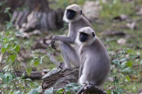Langur monkey portrait Stock Photos