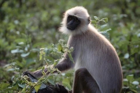 Langur monkey portrait Stock Photos