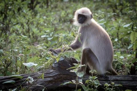 Langur monkey portrait Stock Photos