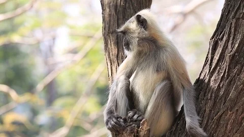 Langur monkey in Rishikesh, India. Close up Stock Footage 74284609