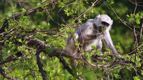 Langur Monkey (Semnopithecus) eating leaves in Jim Corbett National Park, India. Video stock 37518781