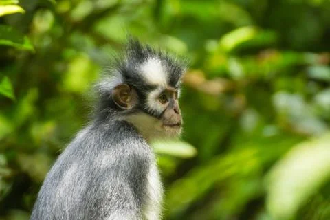 Langur monkey side view Stock Photos