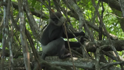 Langur monkey sit on mangrove forest tree branch in Sri Lanka tropical habitat Stock-Footage 307411540