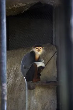 A langur monkey sits in a cage and looks at the camera Stock Photos