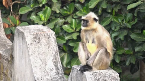 Langur Monkey Sitting on Roof. Stock Footage 331076203