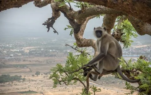 Langur Monkey sitting in tree enjoying view Stock Photos