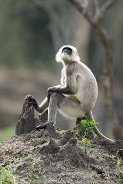 A langur monkey sitting on a tree stump Stock Photos
