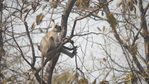 Langur monkey sitting in a tree at tadoba tiger reserve in india- 4K 60p Stock Footage 111990386